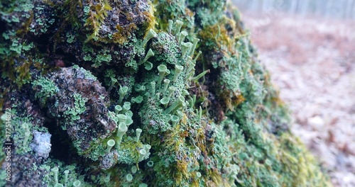 green moss on the stone