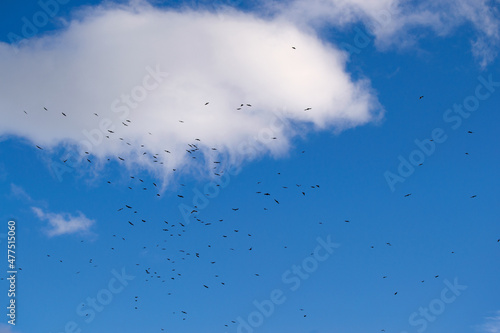 blue sky and clouds, clouds in the sky, blue sky with clouds, bird silhouettes in the sky, white cloud and flock of birds in blue sky