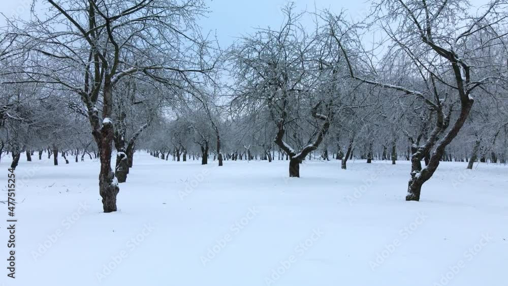 Winter city garden.  Trees in the snow. Flying over a snow-covered park. Small height. Aerial photography.