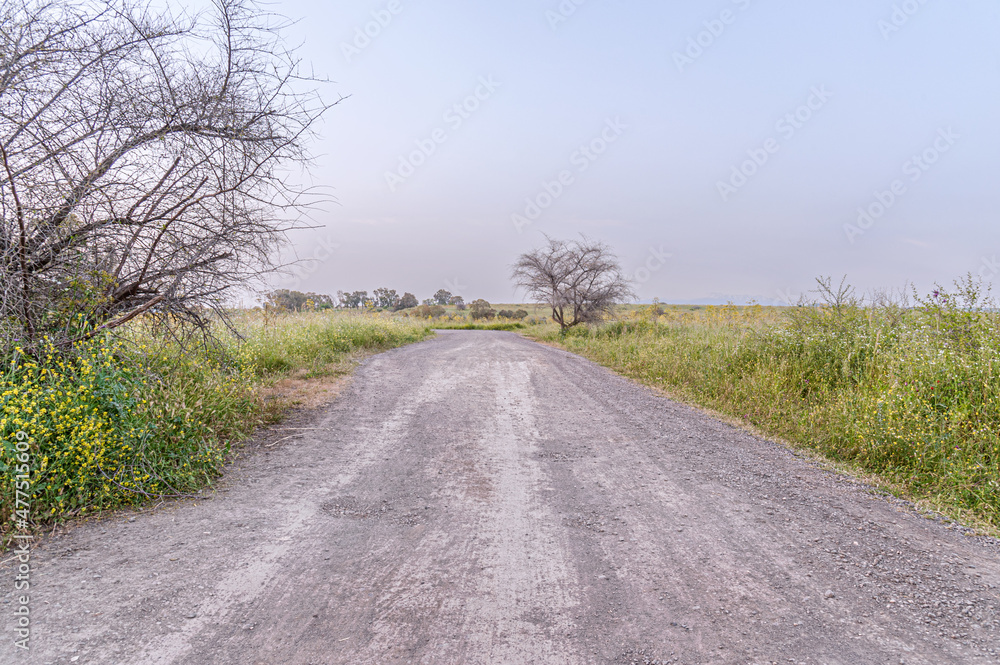 rural landscape of a dirt road through the spring meadow