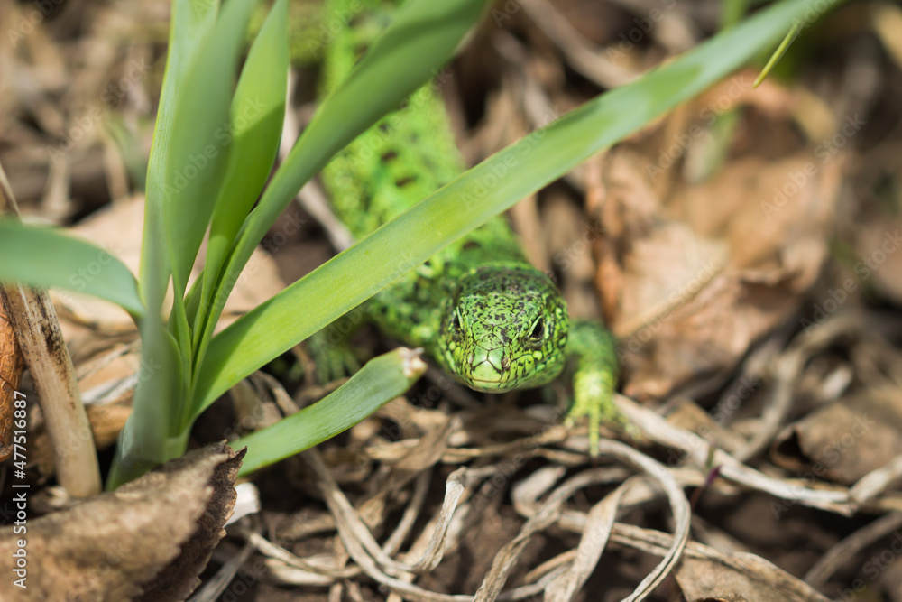 The sand lizard (lat. Lacerta agilis), of the family Lacertidae. Central Russia. The sand lizard (lat. Lacerta agilis), of the family Lacertidae. Central Russia.