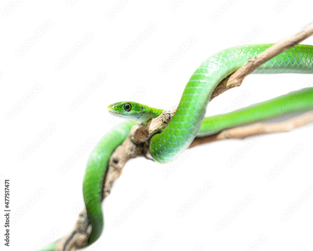 Obraz premium African Green Water Snake white background