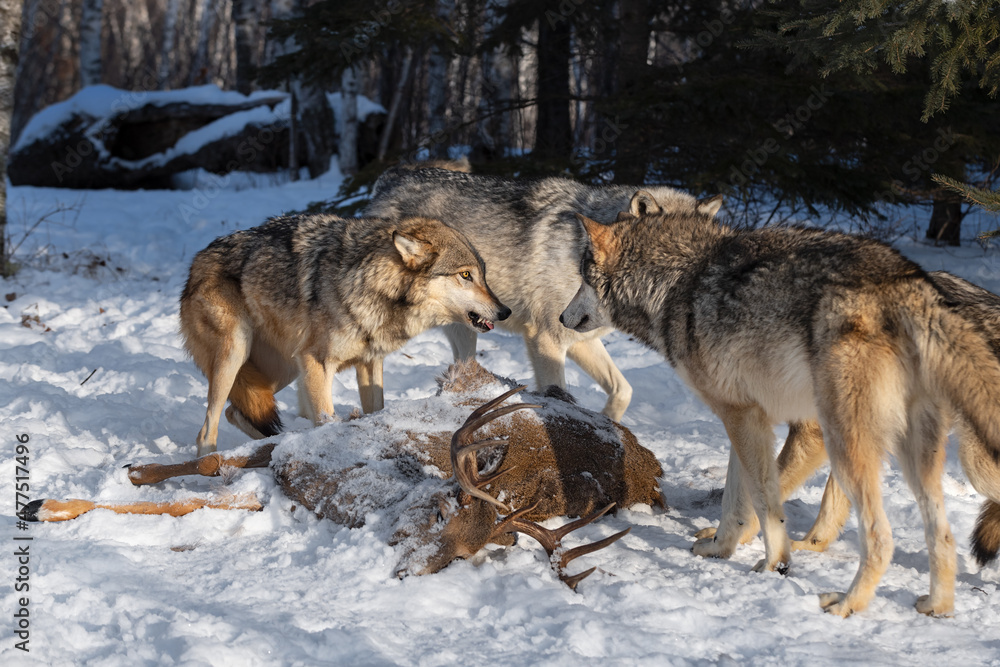 Fototapeta premium Grey Wolf (Canis lupus) Growls at Packmate at Body of White-tail Deer Winter