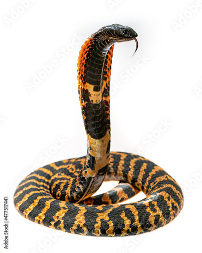 Rinkhals snake on a white background standing