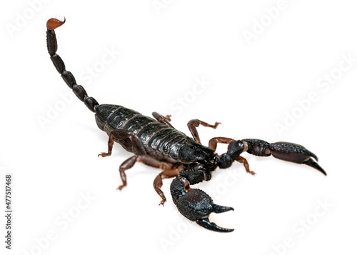 Drakensberg creeper scorpion isolated on white