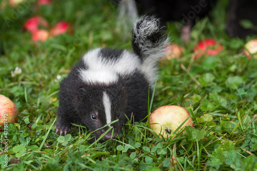 Striped Skunk (Mephitis mephitis) Kit Steps Past Apple Summer