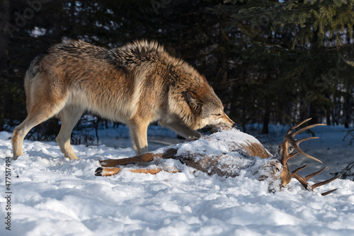 Grey Wolf (Canis lupus) Bites at White-tail Deer Carcass Winter © geoffkuchera