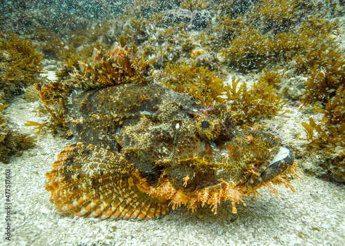 Tableau sur toile Tasseled Scorpion Fish