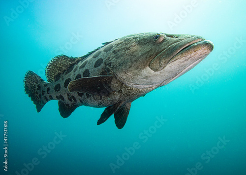 Canvas Print Potato Grouper / Bass fish