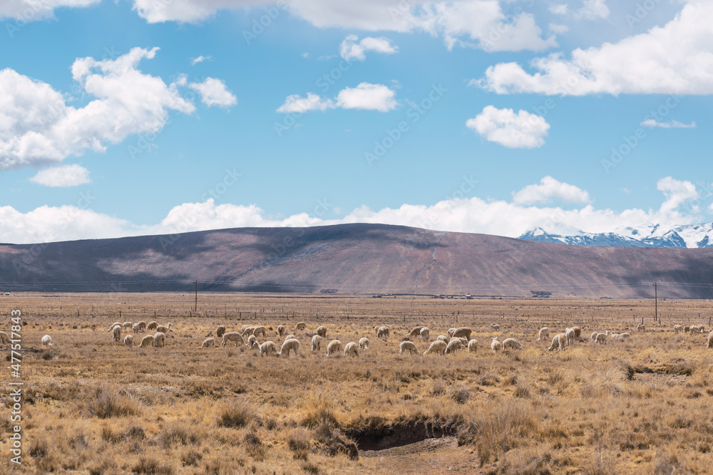 alpacas eating and grazing in the Andes mountain range surrounded by snow-capped mountains and clouds with a blue sky illuminated with natural light in the heights of Peru in Latin America alpacas eating and grazing in the Andes mountain range surrounded by snow-capped mountains and clouds with a blue sky illuminated with natural light in the heights of Peru in Latin America