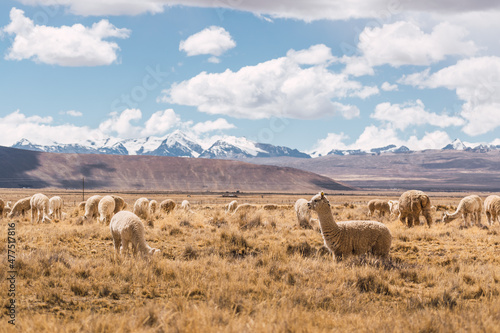 alpacas eating and grazing in the Andes mountain range surrounded by snow-capped mountains and clouds with a blue sky illuminated with natural light in the heights of Peru in Latin America photo