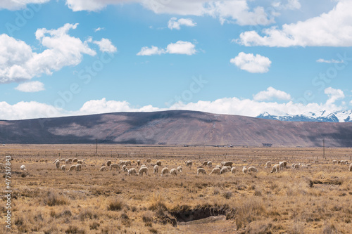 alpacas eating and grazing in the Andes mountain range surrounded by snow-capped mountains and clouds with a blue sky illuminated with natural light in the heights of Peru in Latin America