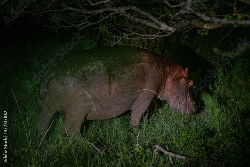 Hippo walking at night in the open 