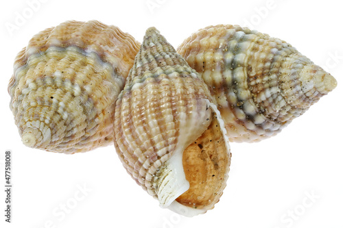 netted dog-whelk (Nassarius reticulatus) from the Dutch North Sea coast isolated on white background