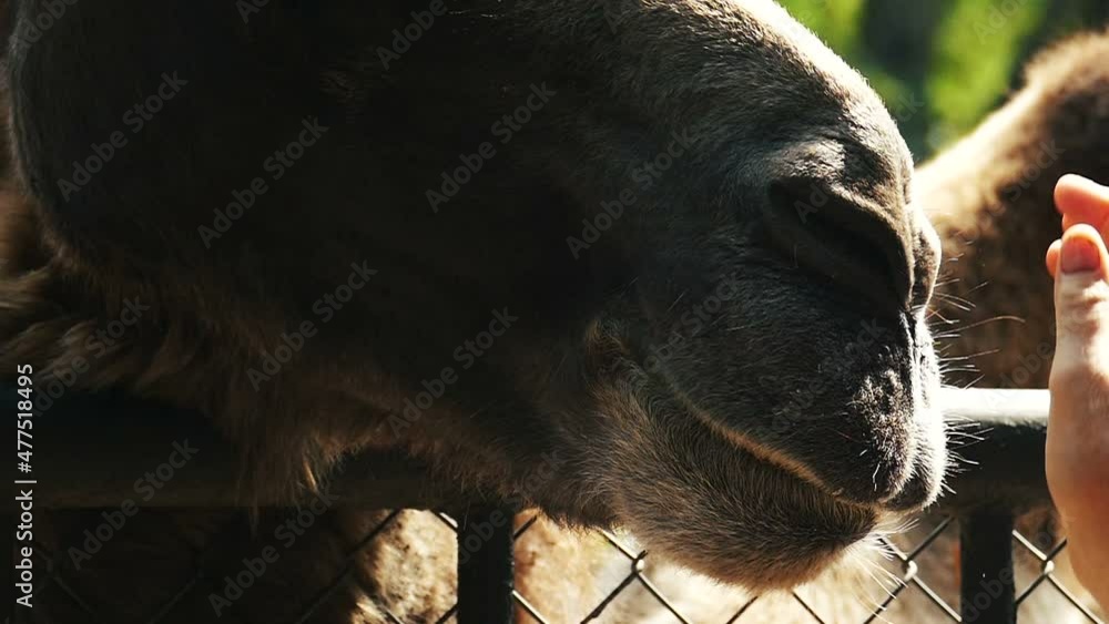 Camel stroking the hands of people in slow motion. White camel at the petting zoo. Wild animal footage. Calm domesticated camel. Camel stroking the hands of people in slow motion. White camel at the petting zoo. Wild animal footage. Calm domesticated camel.
