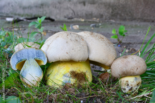 Two Caloboletus radicans and cross section
