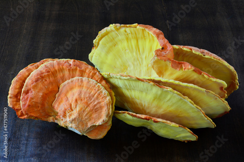  Chicken-of-the-wood mushroom on wooden background
