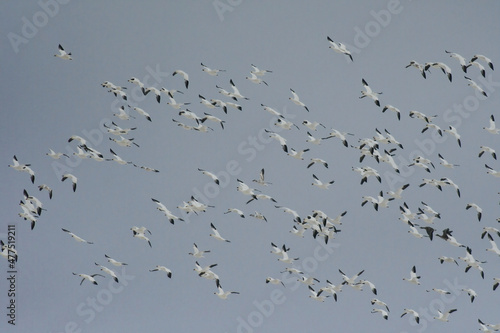 雪の中を飛ぶ北からの真冬の渡り鳥、男鹿半島の白い妖精ハクガンの群れ