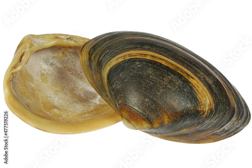 thick trough shell (Spisula solida) from the Dutch North Sea coast isolated on white background photo