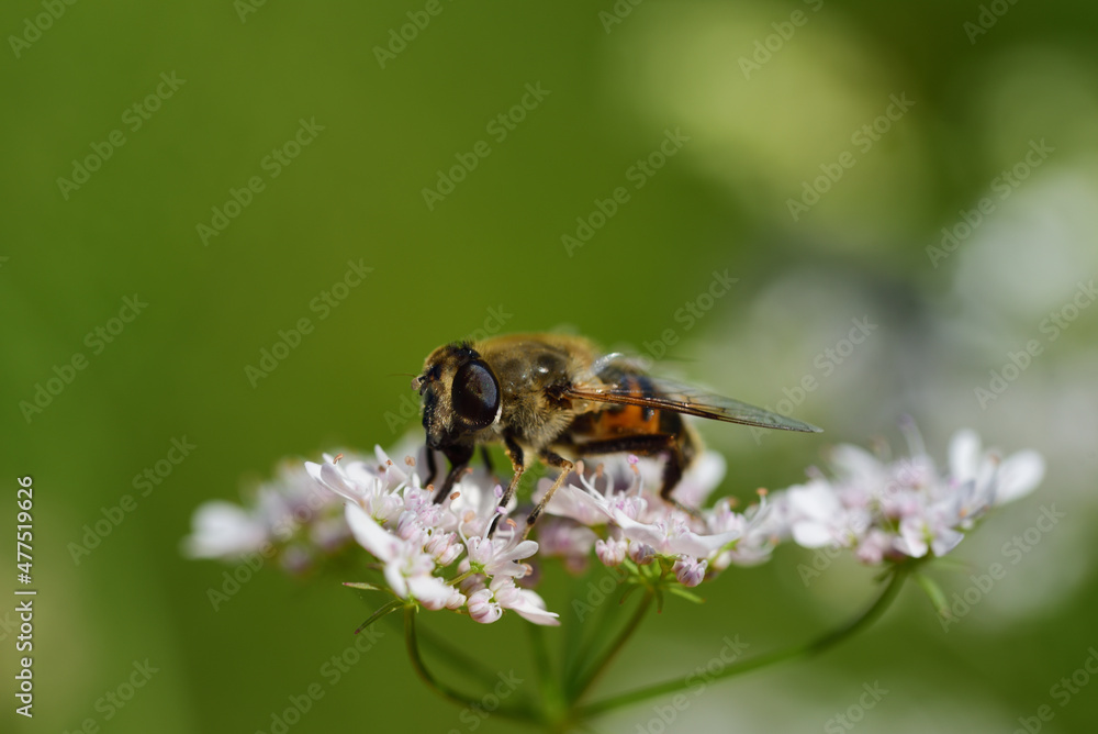 A hover fly, which looks almost like a bee, sits on a hemlock flower against a green background A hover fly, which looks almost like a bee, sits on a hemlock flower against a green background