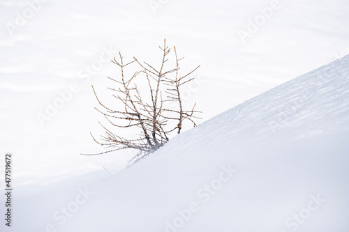 Wallpaper Mural tree in snow Torontodigital.ca