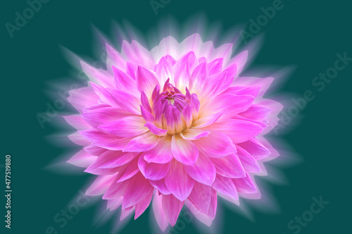 Stylized beautiful bright pink dahlia on a green isolated background close up