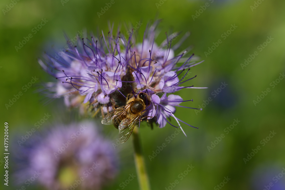 A honey bee sits on a purple meadow flower, in front of other flowers, outdoors, against a green background A honey bee sits on a purple meadow flower, in front of other flowers, outdoors, against a green background
