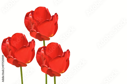 Three beautiful red bright tulips on a white isolated background close up