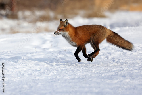 red fox running in winter 