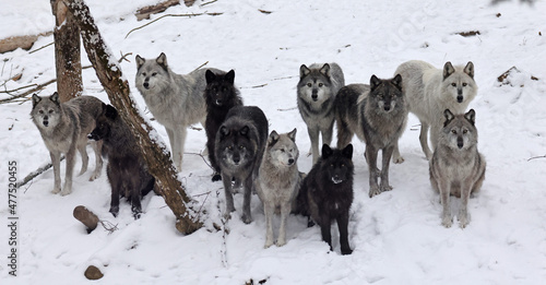 grey wolf pack in winter