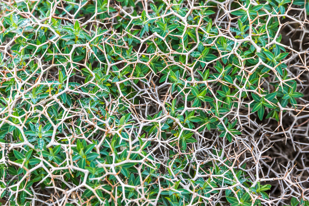 Close-up view of Sarcopoterium spinosum, flowering perennial bush of Sarcopoterium genus in Rose family. It is known as the prickly, spiny, or thorny burnet. Common to Mediterranean and Middle East