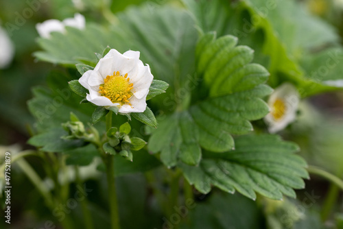 Strawberry bush. Close up of white flowers and green leaves. Flowering of industrial fruits.