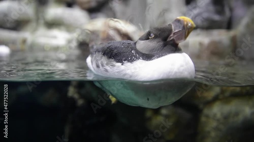 Tight of exotic aqutic bird inside tank photo