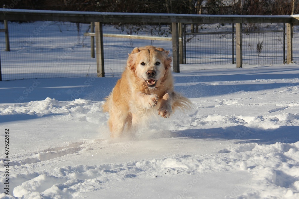 Dog running in the snow. Dog having fun. Golden Retriever in snow. Dog running in the snow. Dog having fun. Golden Retriever in snow.