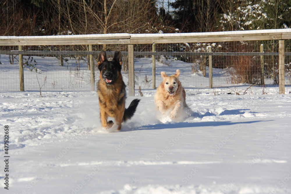 Naklejka premium Dogs playing in the snow. Golden Retriever and German Shepherd in the snow. Dogs running. Two dogs playing. 