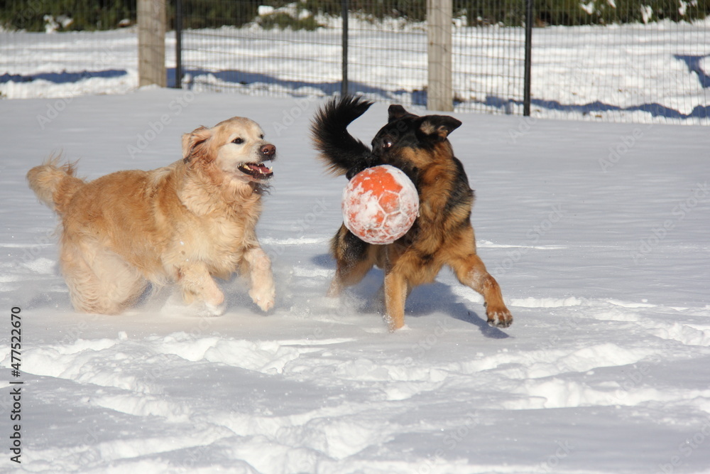 Dogs playing in the snow. Golden Retriever and German Shepherd in the snow. Dogs playing with ball. Funny dogs chasing eachother. 