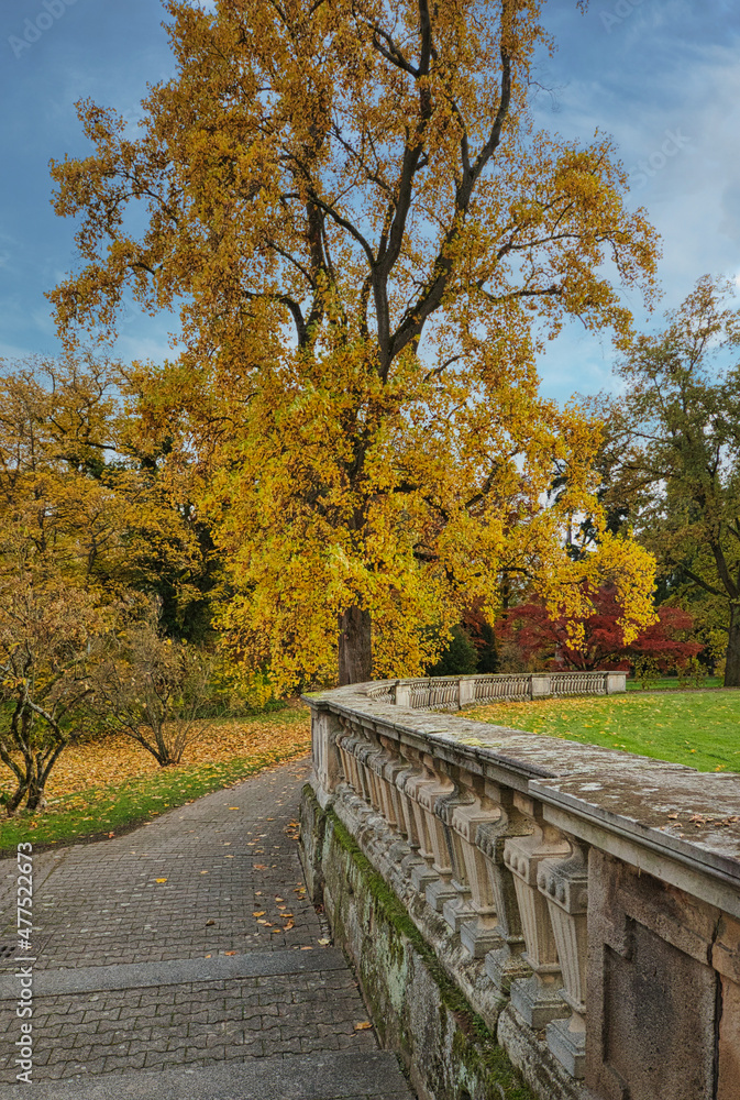 Großer alter Baum mit Herbstlaub, alte Seinmauer, Schlosspark, Baum mit gelben Blättern