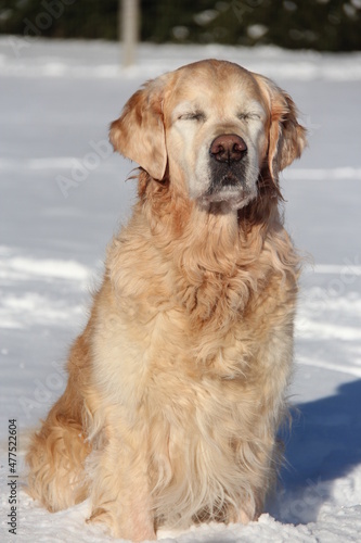 Dog meditating in the sun. Golden Retriever. Funny. Cute dog in the snow. 