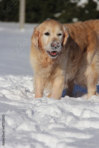 Funny golden retriever in the snow. Dog covered in snow. Golden retriever playing. 