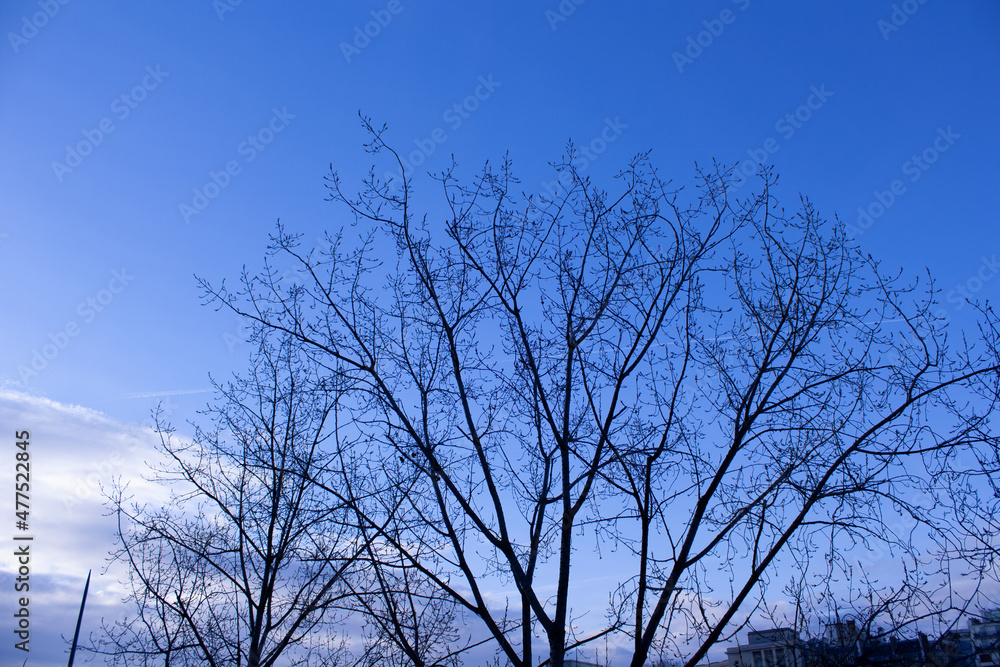 blue sky and dry winter branches 