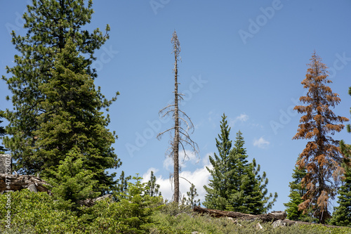 Dead tree in the Sierra Nevada mountains, between live trees