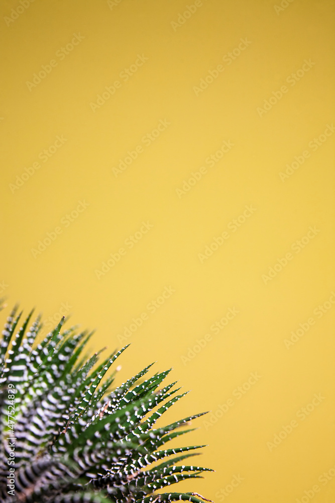Succulent plant on yellow background. Green leaves with white stripes situated on the side. Haworthiopsis attenuata.
