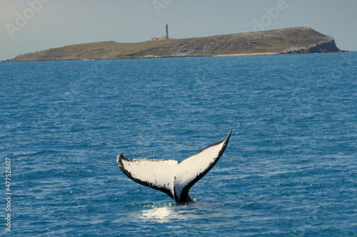 caravelas, bahia, brazil - september 23, 2008: humpback whale is seen in the waters of Parque Marinho dos Abrolhos in southern Bahia. photo