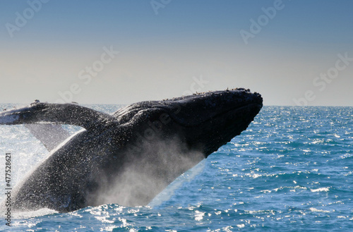 caravelas, bahia, brazil - september 23, 2008: humpback whale is seen in the waters of Parque Marinho dos Abrolhos in southern Bahia. photo