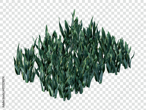 isometric sansevieria plant 3d rendering
