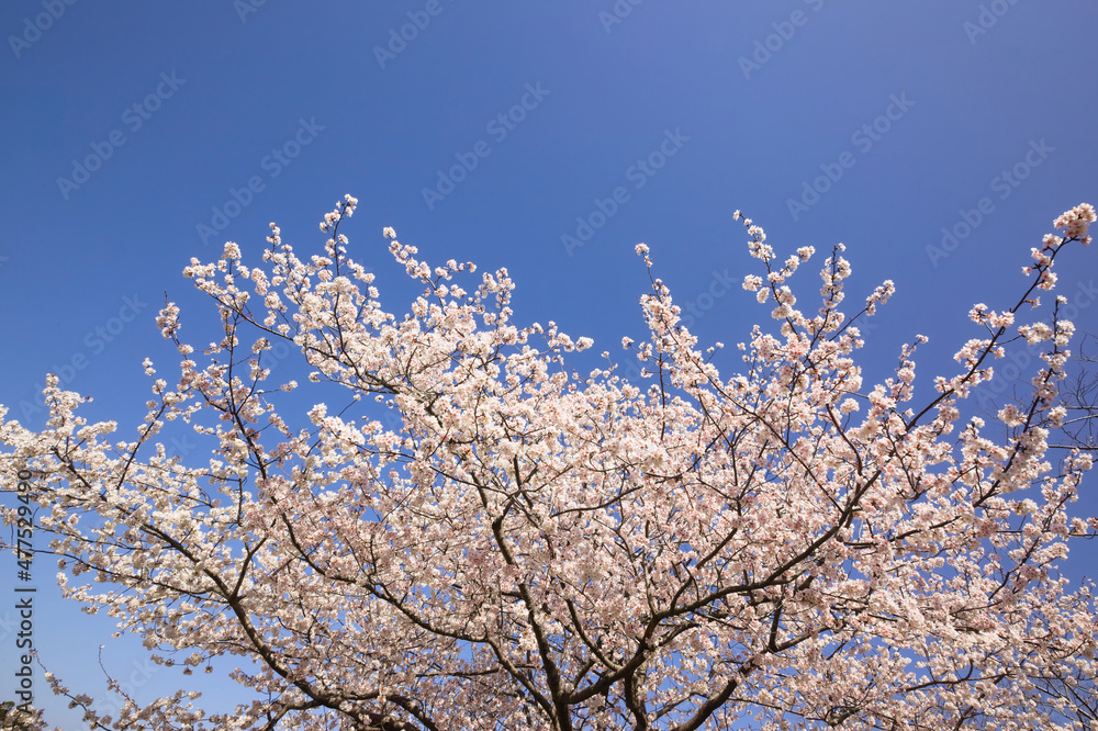 青空の中で満開の暖流桜
