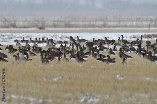北からの真冬の渡り鳥　秋田県男鹿半島に渡ってきたガンの群れ © trogon