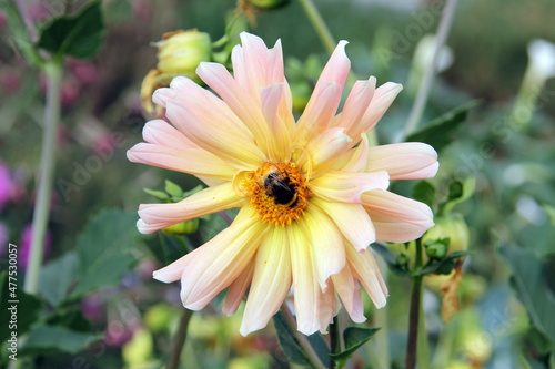 A striped bumblebee pollinates the yellow core of a cream dahlia variabilis 'Sunny Reggae' flower