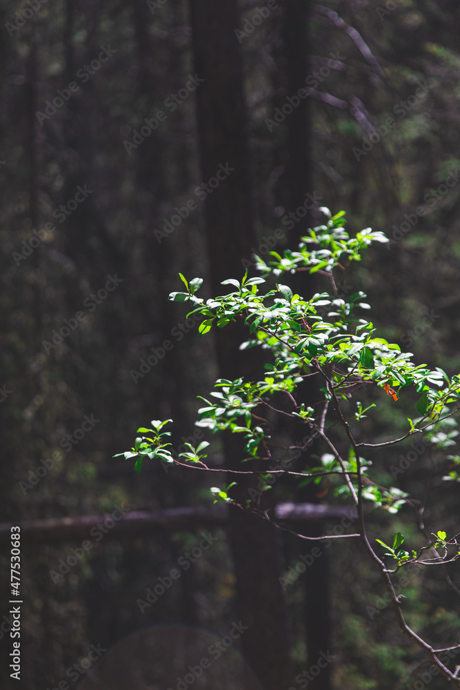Fototapeta premium Glowing plant