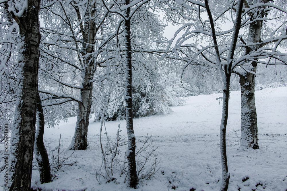 Winter landscape of South Park in city of Sofia, Bulgaria Winter landscape of South Park in city of Sofia, Bulgaria